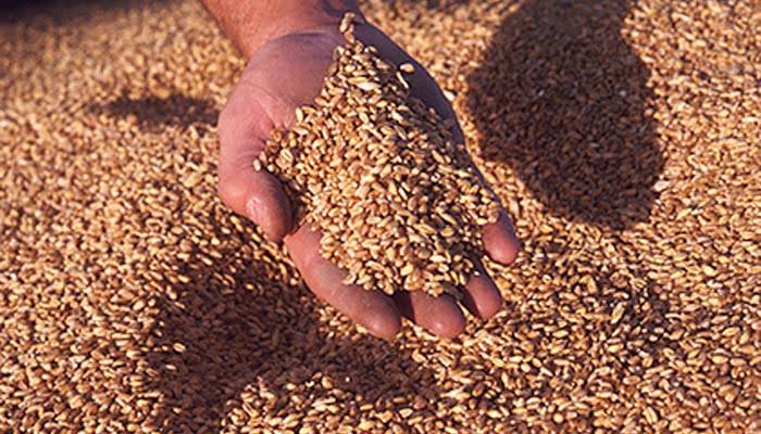 सरकार ने गेहूं समेत 6 रबी फसलों का न्यूनतम समर्थन मूल्य बढ़ाया