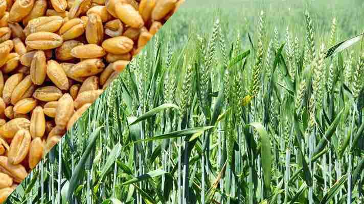गेहूं के उन्नत बीज का सफल परीक्षण, फसल को तीन महीने तक नहीं चाहिए पानी और खाद