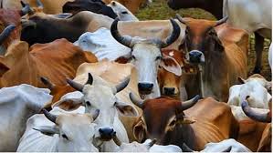 राजस्थान में गोकशी और बीफ मंडी का भंडाफोड़, 600 गायें कटती थीं प्रतिदिन