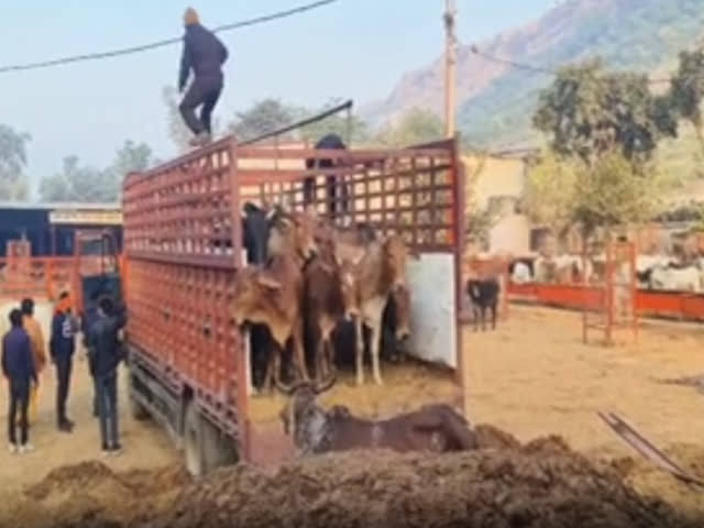 अशरफ भैंस का व्यापारी बन घूम घूम कर करता था गोवंश की मुखबिरी, मुठभेड़ के दौरान हुआ फरार